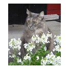 M&aring;ne over Aver&oslash;ya