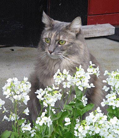 Isabella bak v&aring;rblomstene